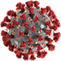 Das Coronavirus SARS-CoV-2, Auslöser der Lungenkrankheit COVID-19